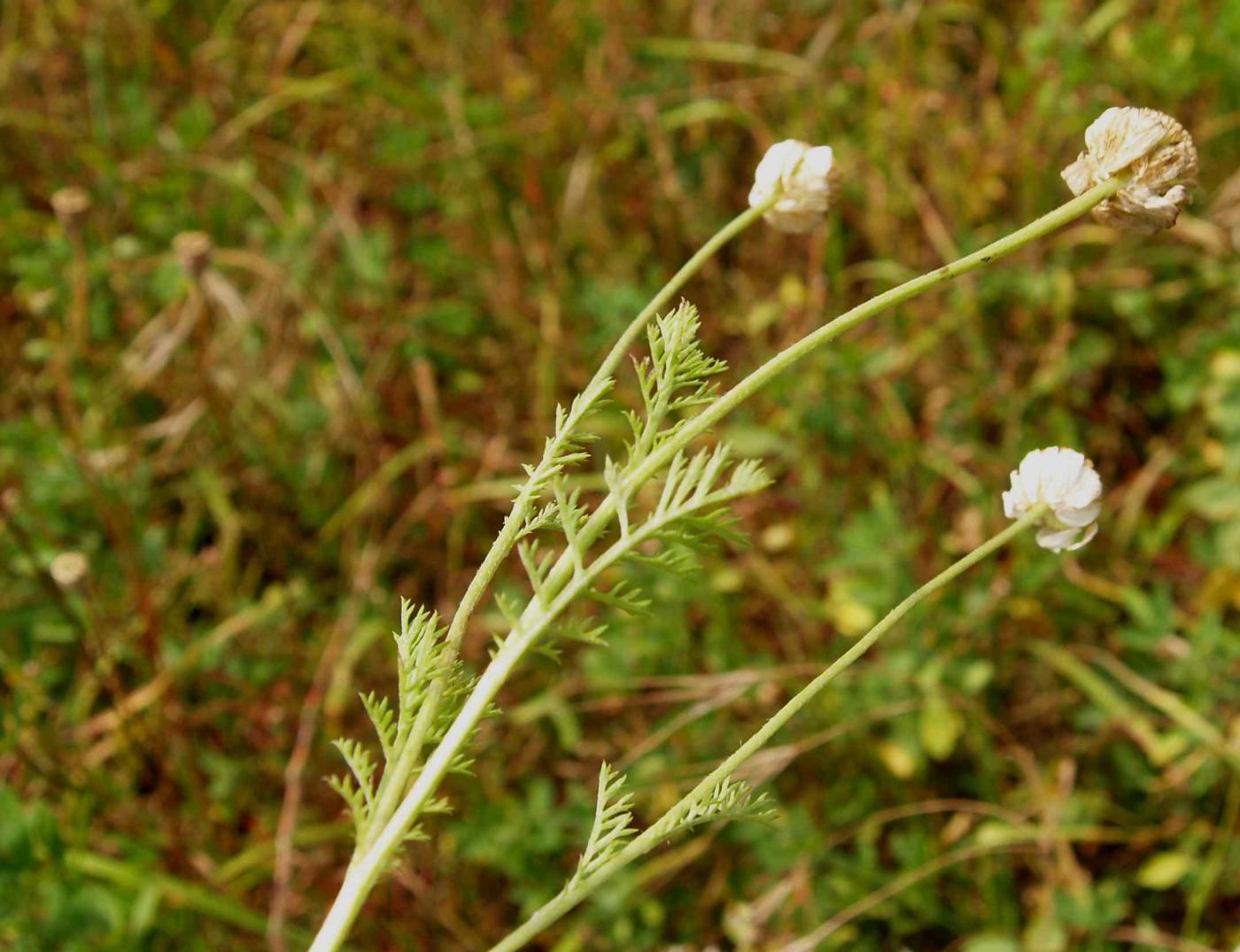 Mayweed leaf